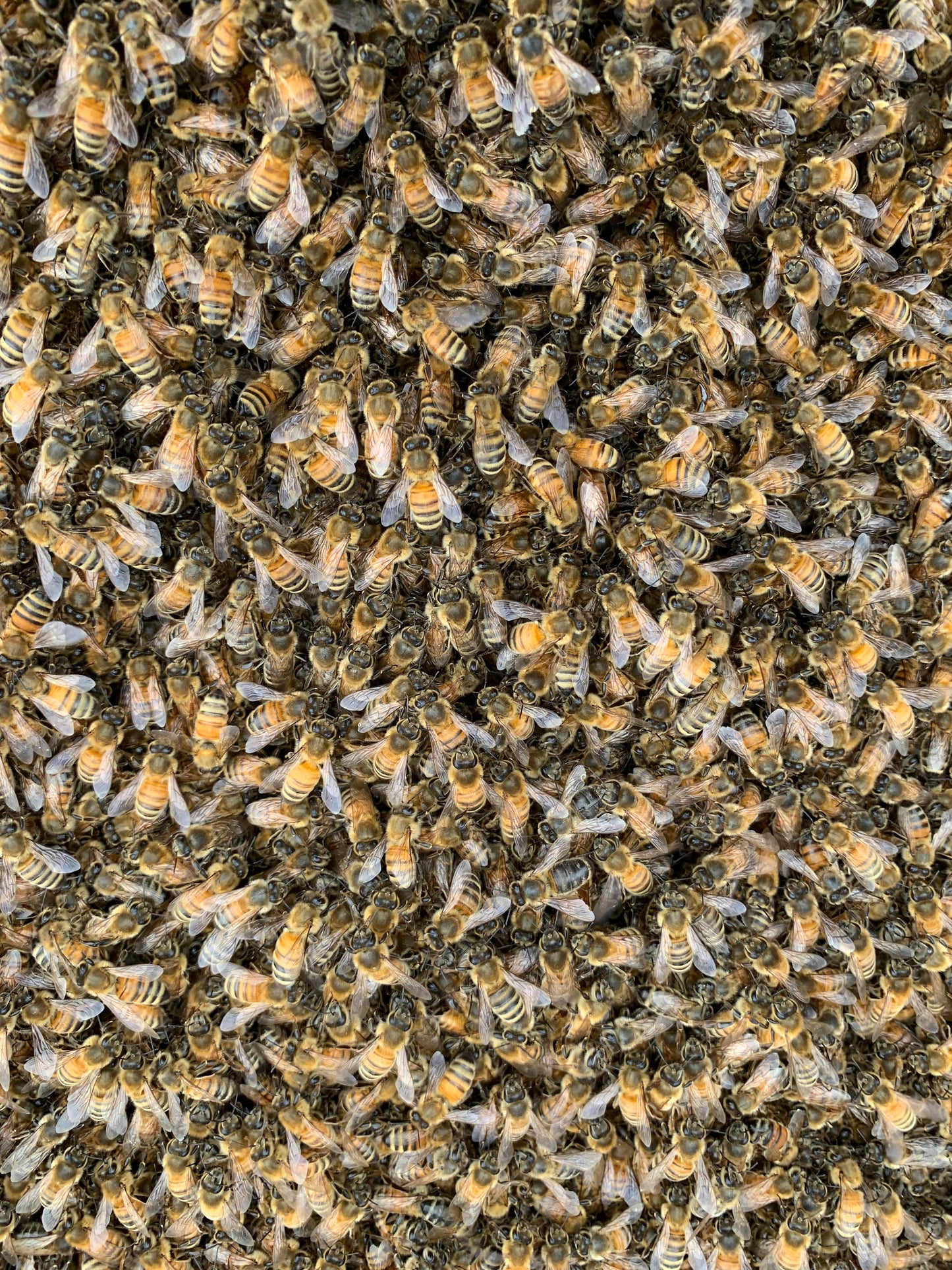 3 lb Honeybee Package (Seasonal)